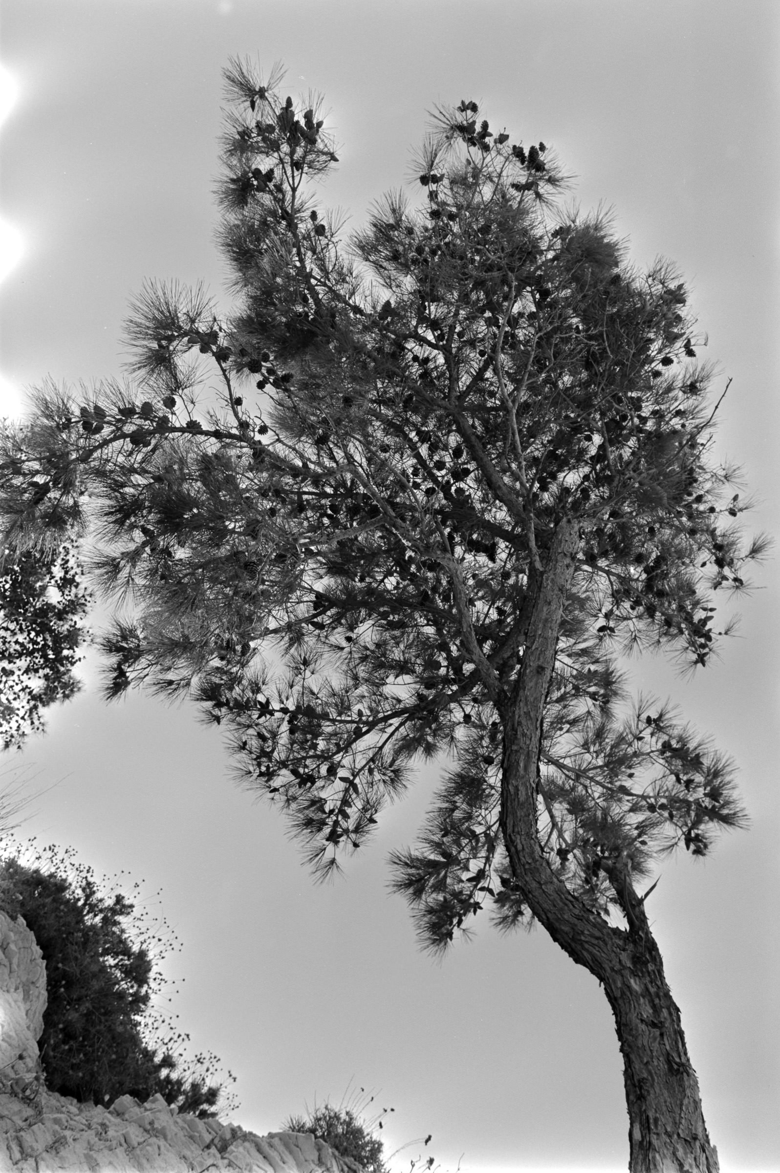 AHP F1991 09 002 sc240801 img02 NLP